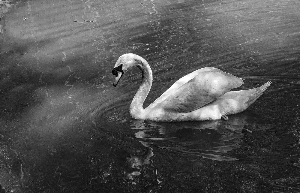 Photograph by Алекскандр Фатеев