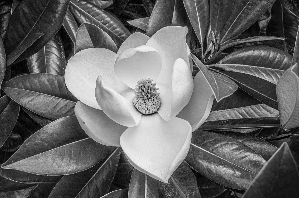 Магнолия