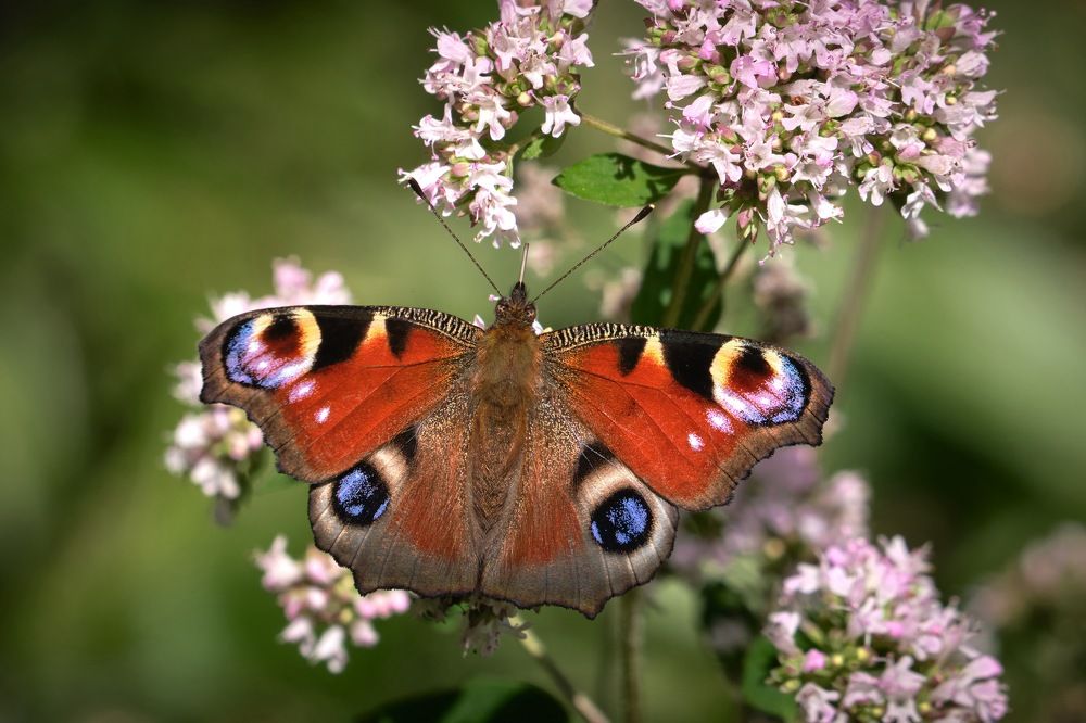 Photograph by Игорь Тымчук