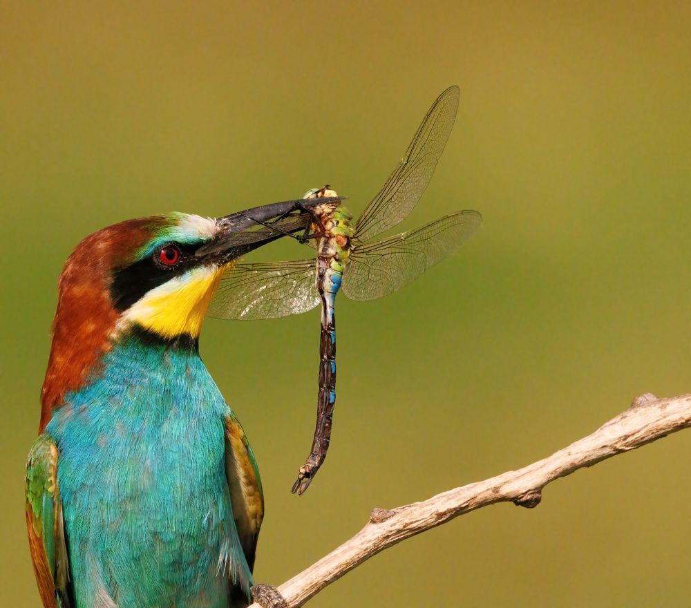 Photograph by Chris Brain