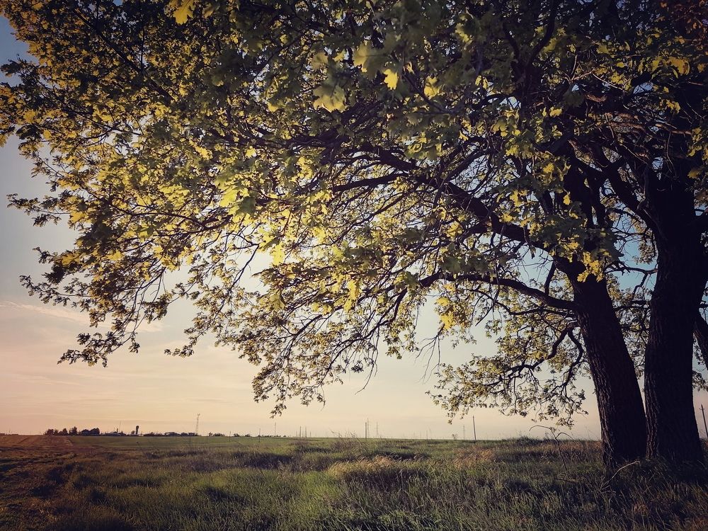 Хранитель милых чувств