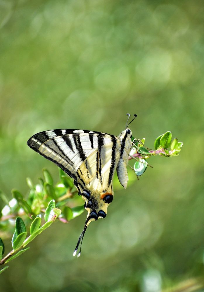 Фотография автора лилия беланова