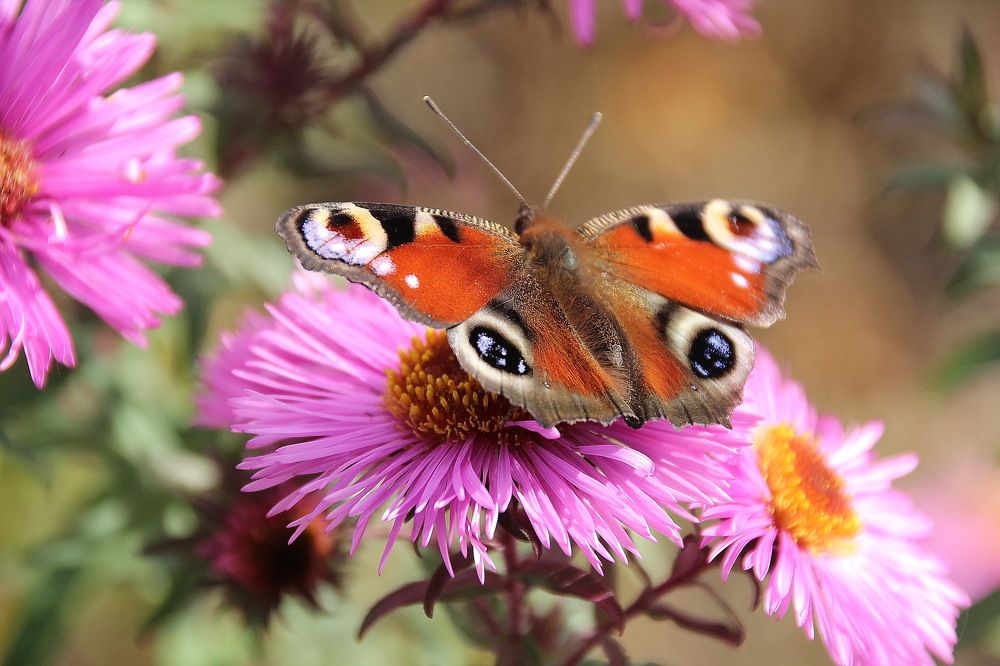 Photograph by Виталий Симоненков