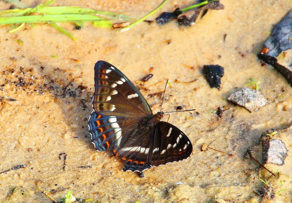 Photograph by Виталий Симоненков