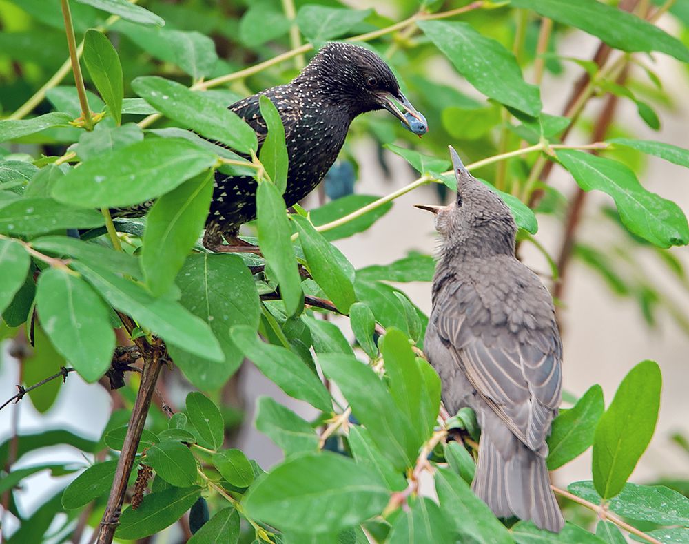 Photograph by Ольга Дядченко