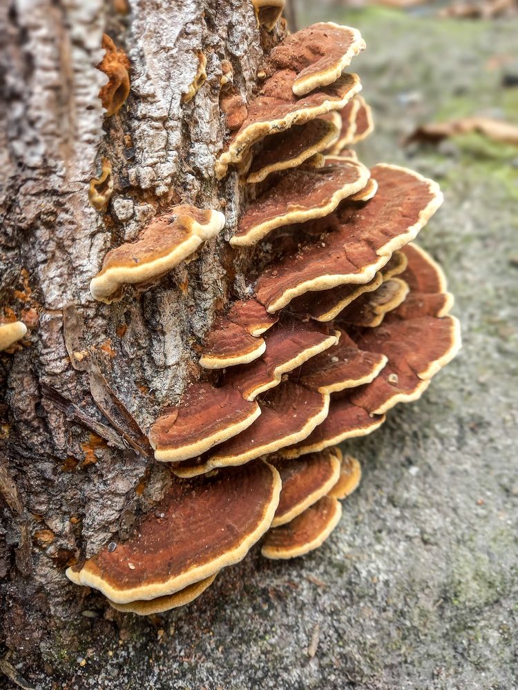 Photograph by Antonio Alves de Oliveira Neto