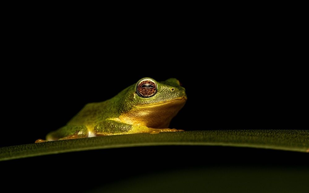 Photograph by Shaun Nerella