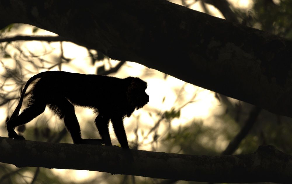 Photograph by Shaun Nerella