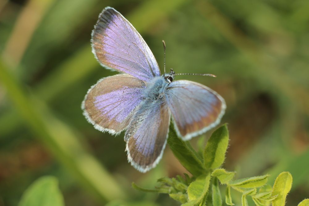 Photograph by Аlessandro