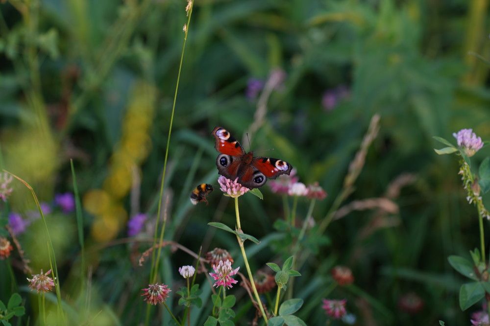Photograph by Ольга Рачилова
