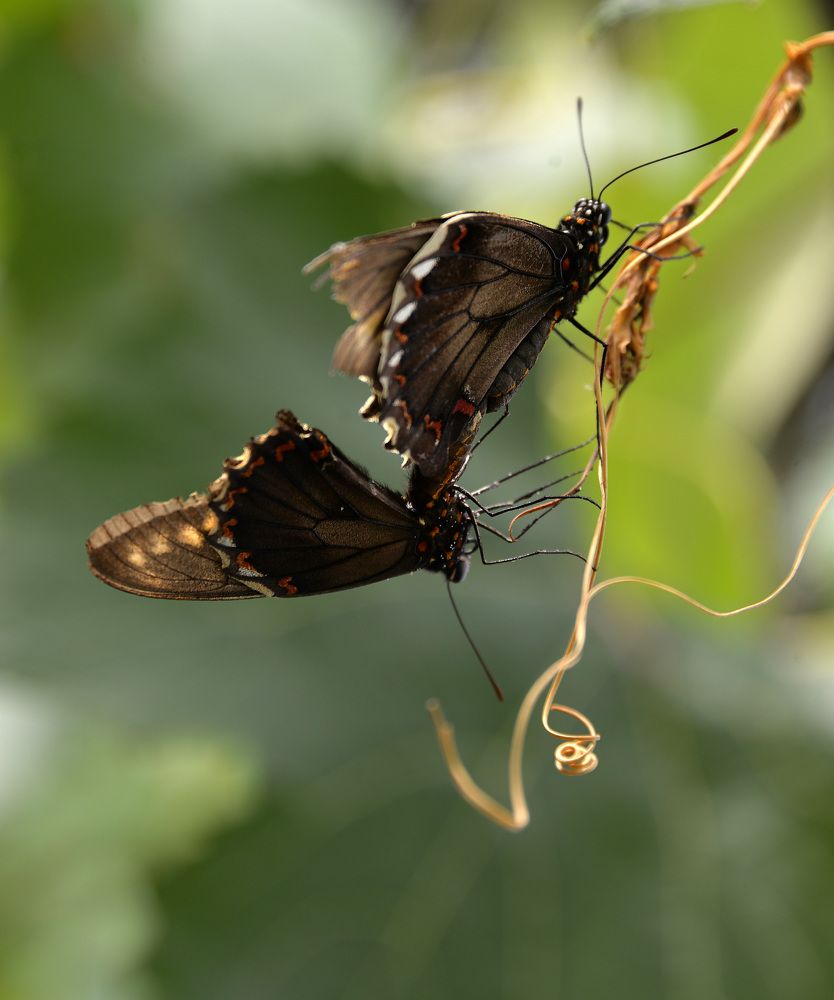 Photograph by Ricardo Kimmich