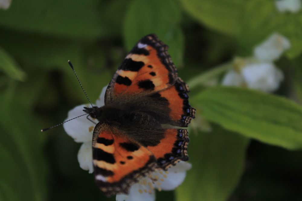 Photograph by Анастасия Псарёва