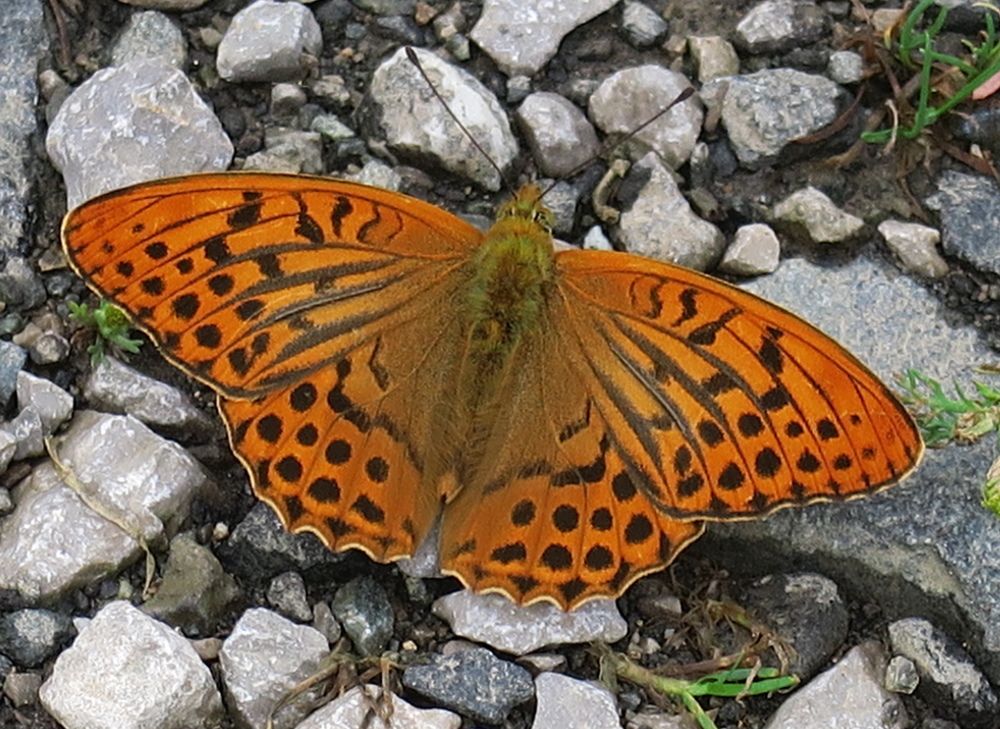 Photograph by Орл Про