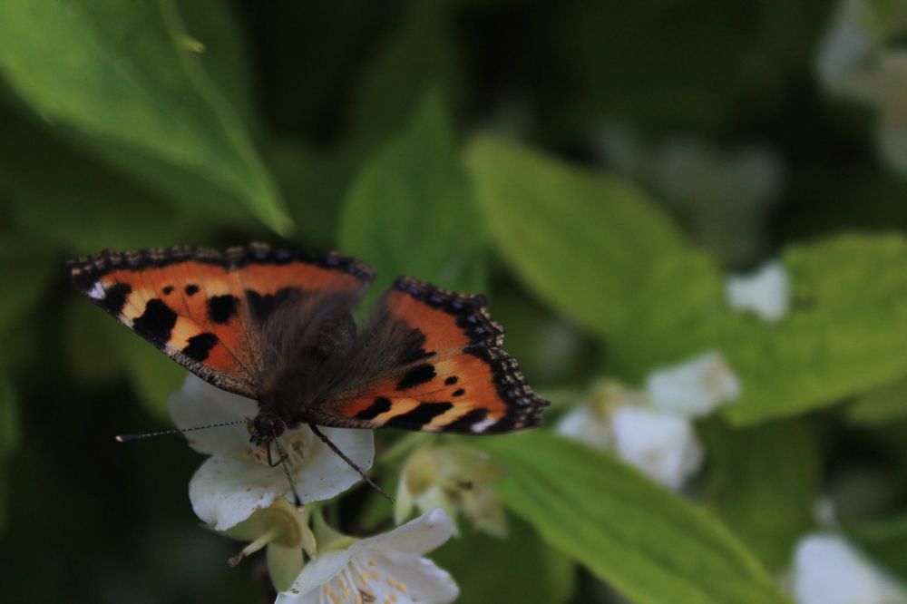 Photograph by Анастасия Псарёва