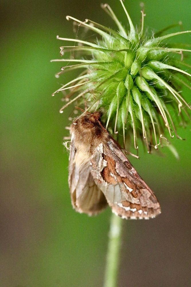 Photograph by Елена Ковалева