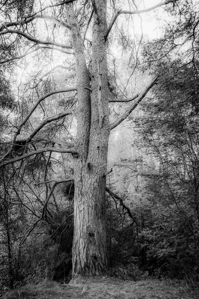 Photograph by Галина Бехметьева