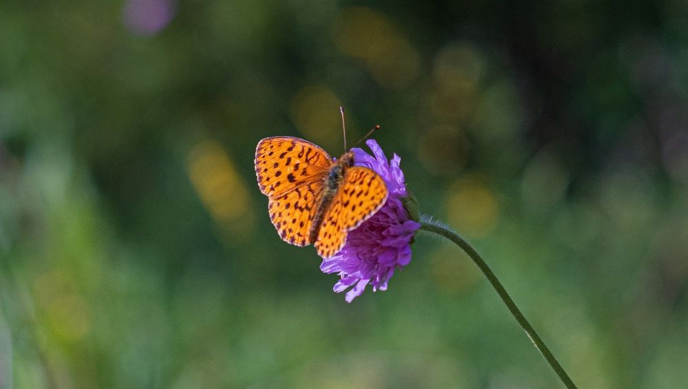 Photograph by Альберт Габбасов