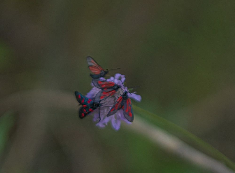 Photograph by Альберт Габбасов