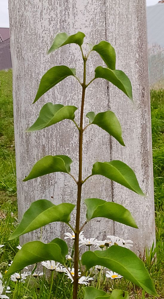 Симметрия в природе