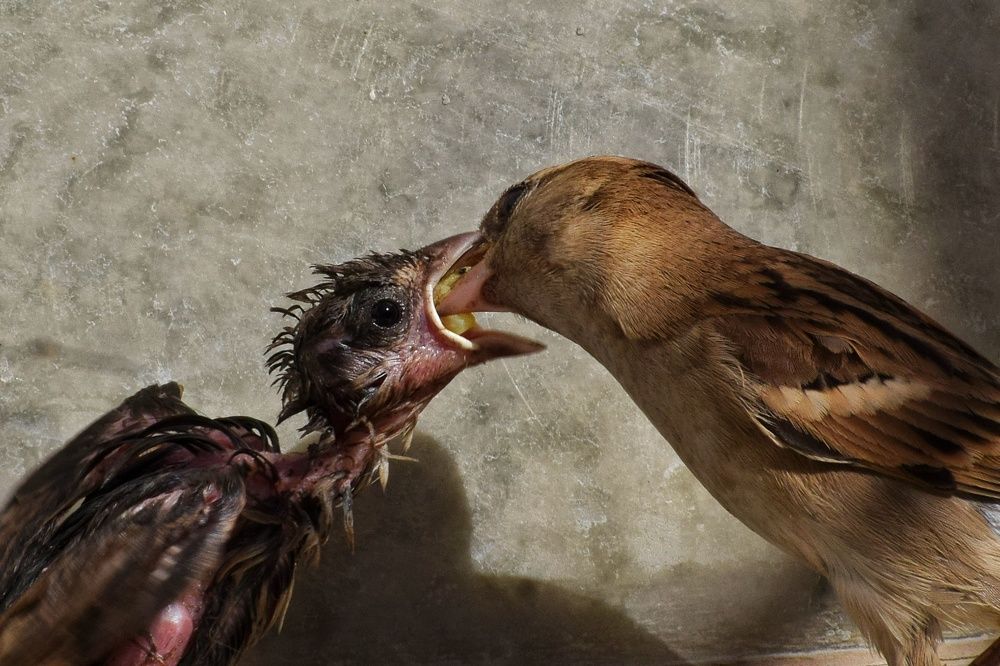 Photograph by Sujoy Chanda