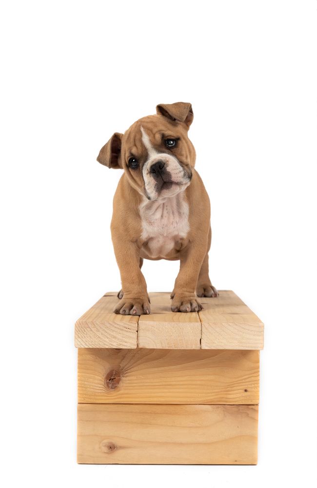 Фотография автора Alicia Mate