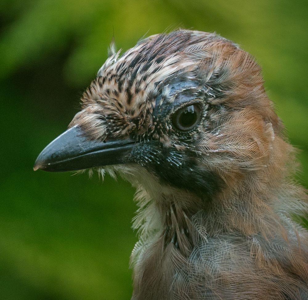 Фотосессия с сойкой