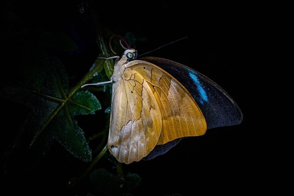 Фотография автора Julia A Caesar