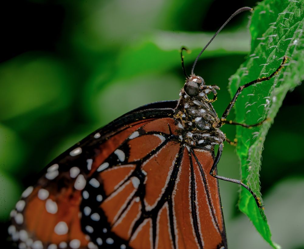 Photograph by Otto Acosta