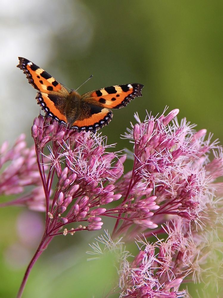 Photograph by Светлана Богомолова