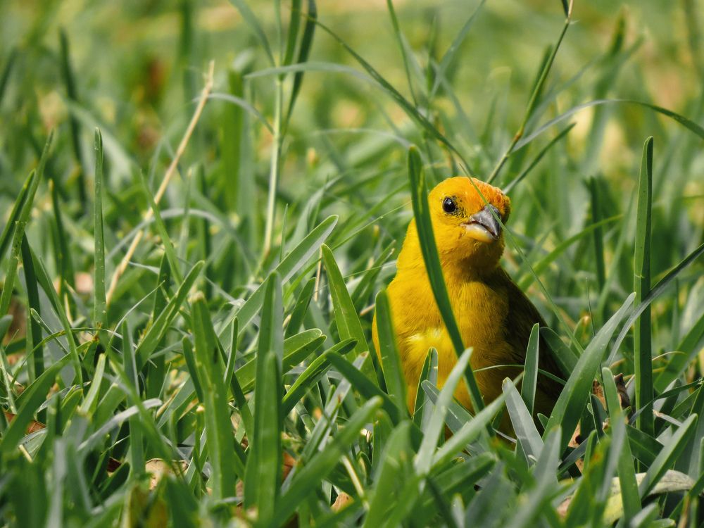 Photograph by Oscar Curo