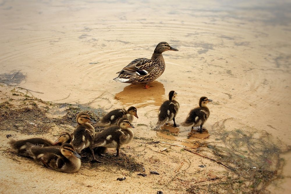Photograph by Елена Силантьева