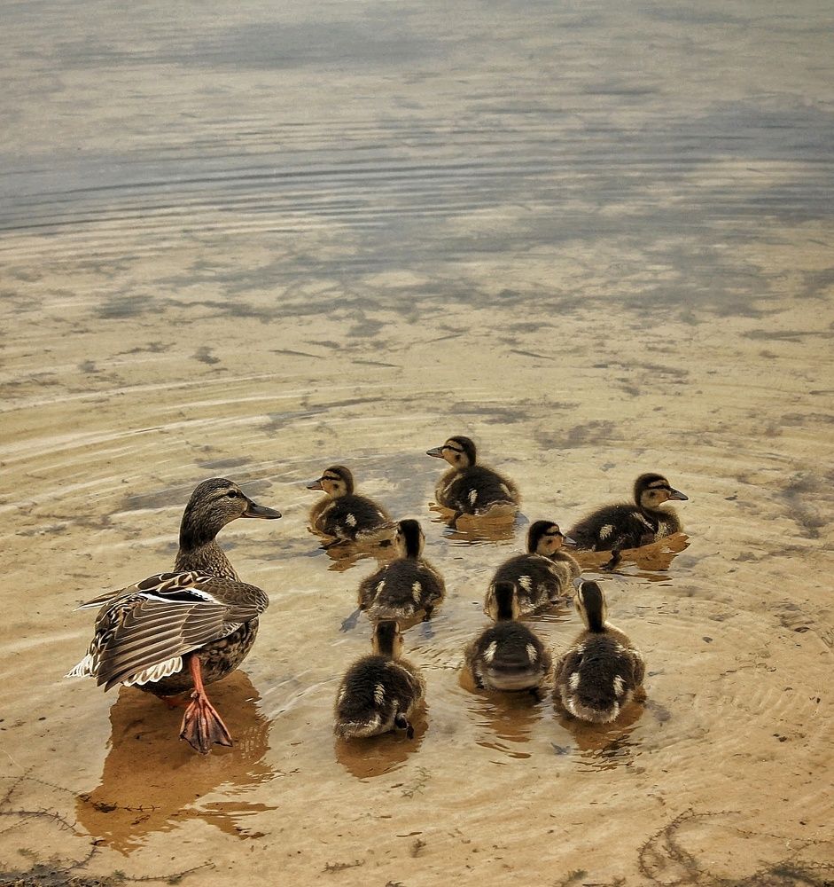 Photograph by Елена Силантьева