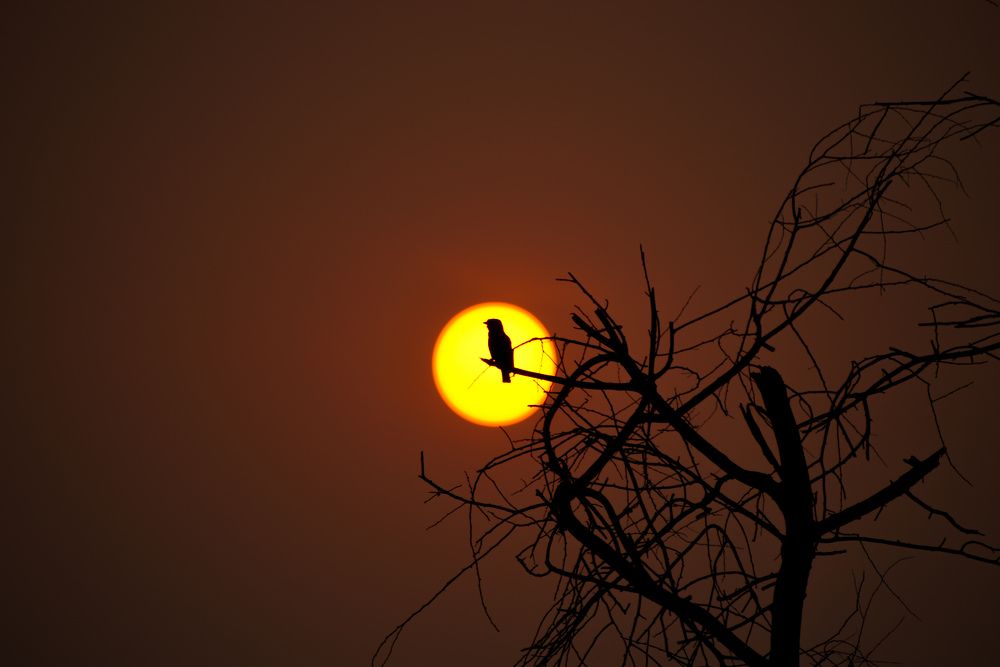 A BEAUTIFUL BIRD BEHIND THE SUN...