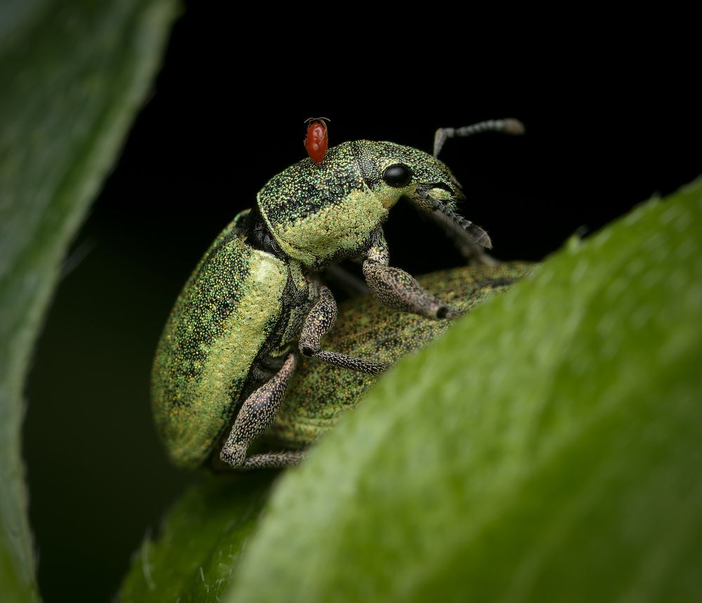 Photograph by Ankan Das