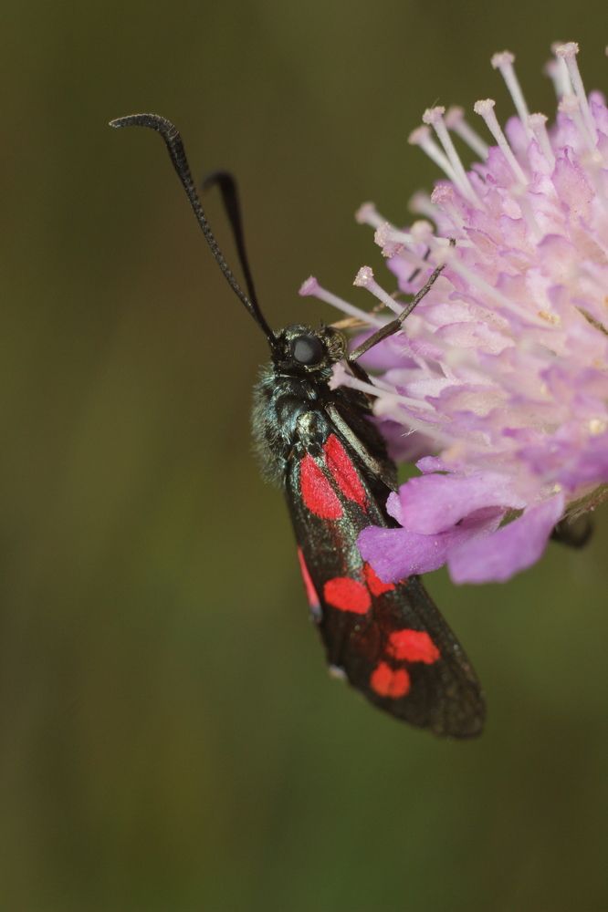 Photograph by Аlessandro