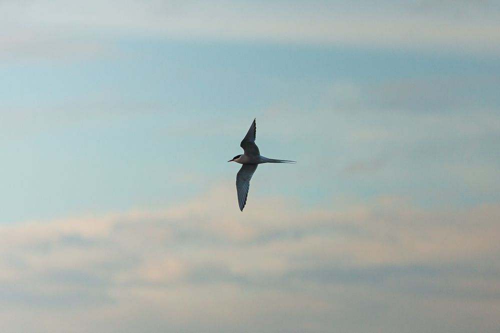 Озера Лама - Золото Таймыра