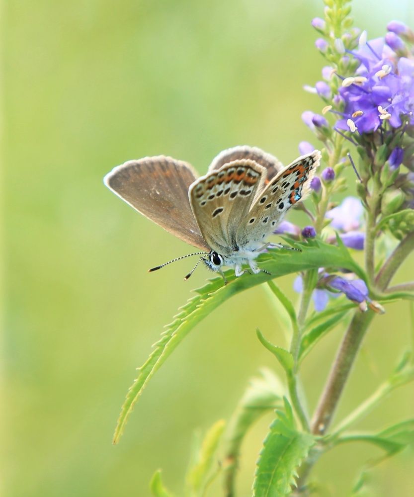 Photograph by Виктория Хмара