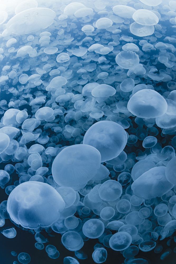 Photograph by KURASHIMA DAISUKE