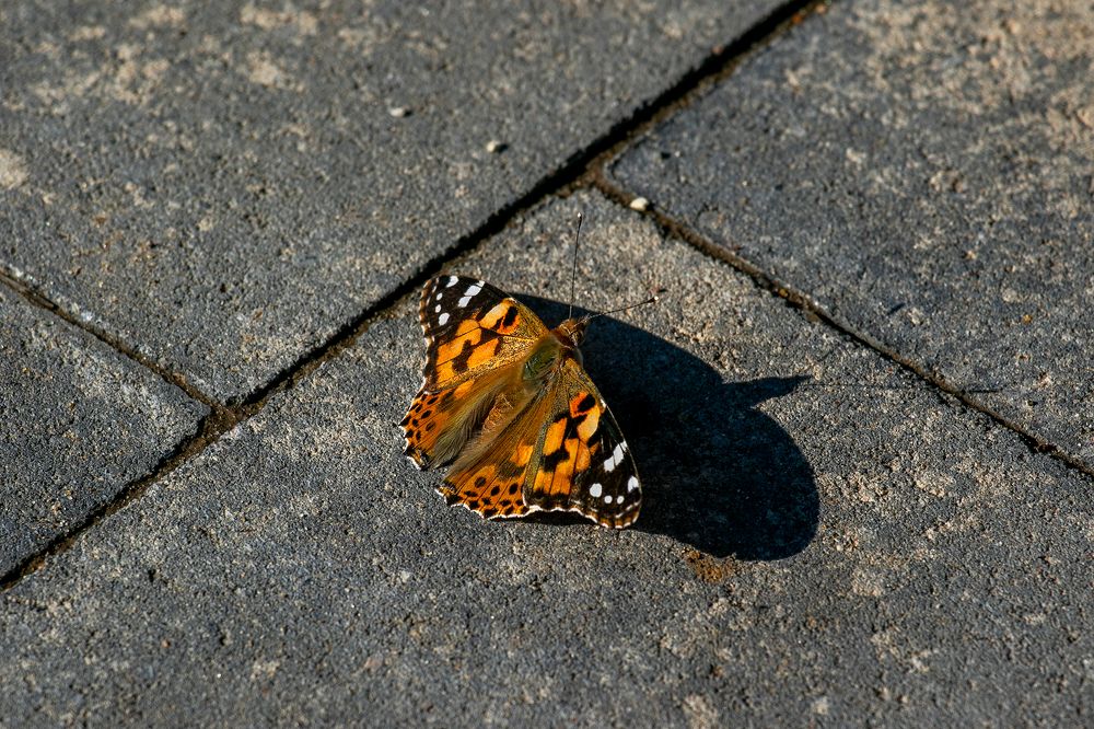 Бабочка и тень