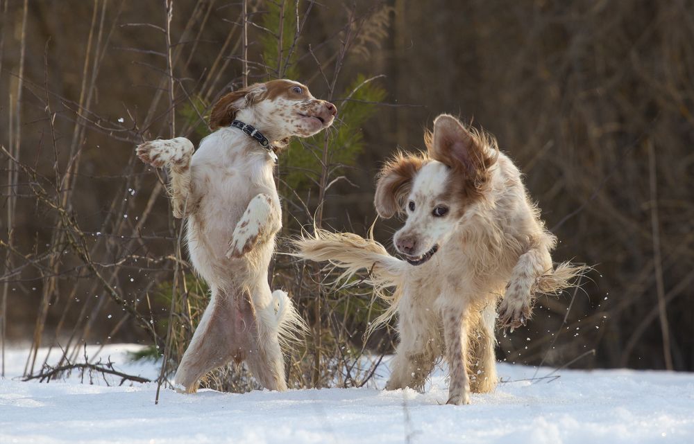 Рождение охотника