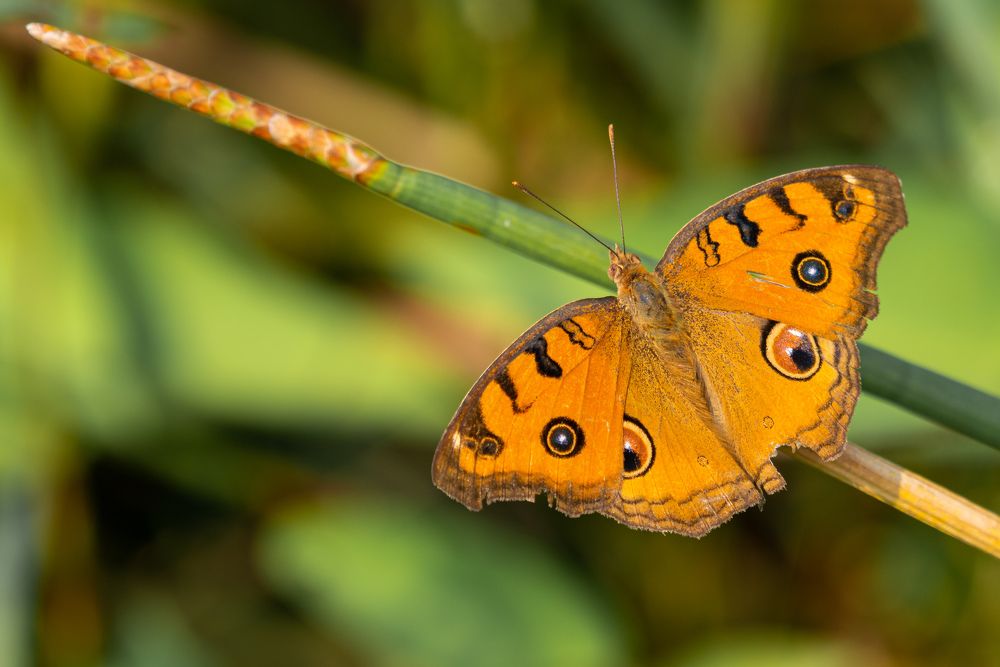 Photograph by Tanmoy Mitra