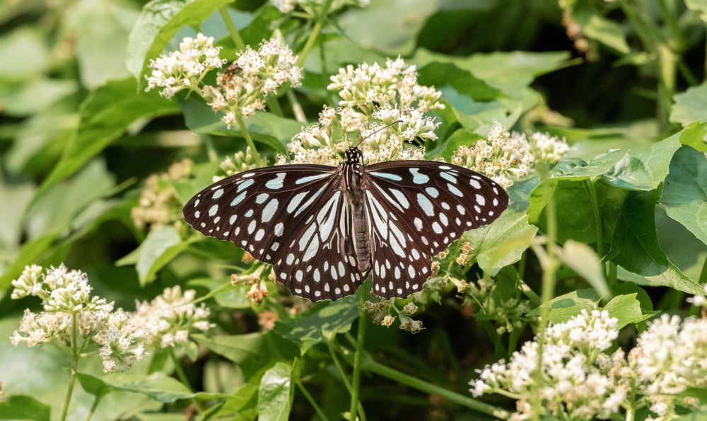 Photograph by Tanmoy Mitra