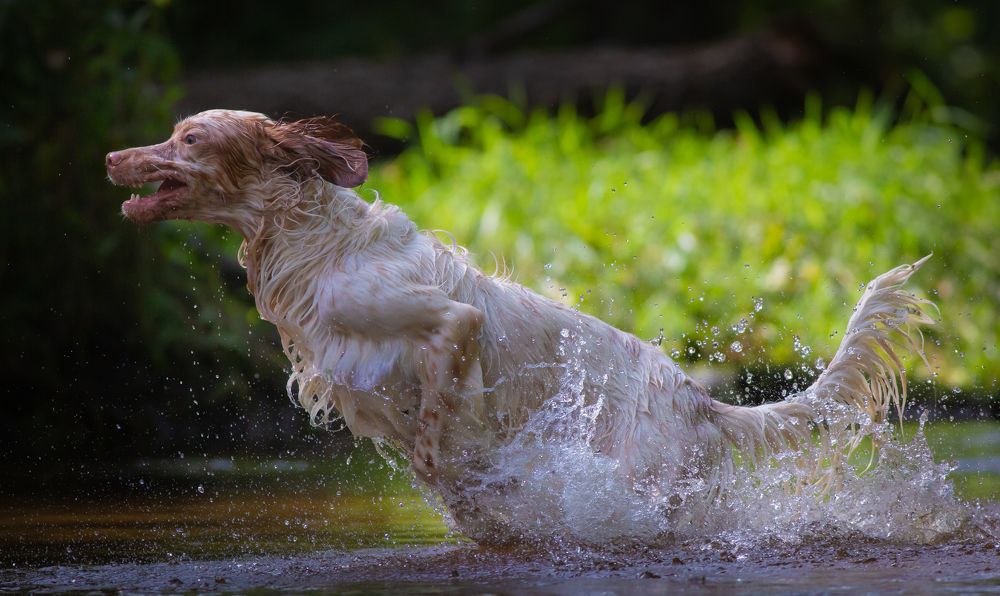 Photograph by Александр Чибиркин