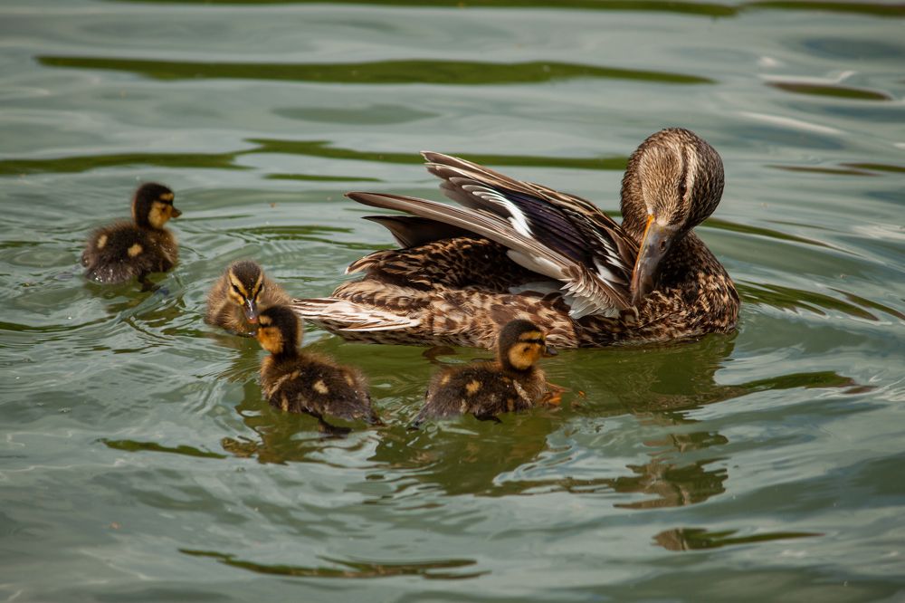 Photograph by Владислав Капанов