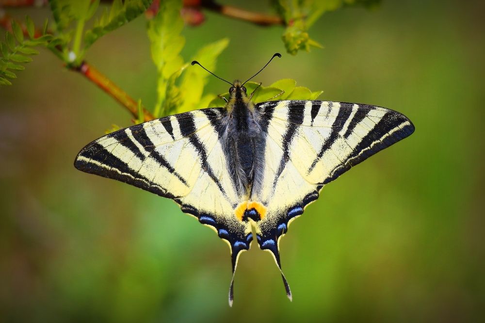 Photograph by Геннадий Натье (Игнатьев)