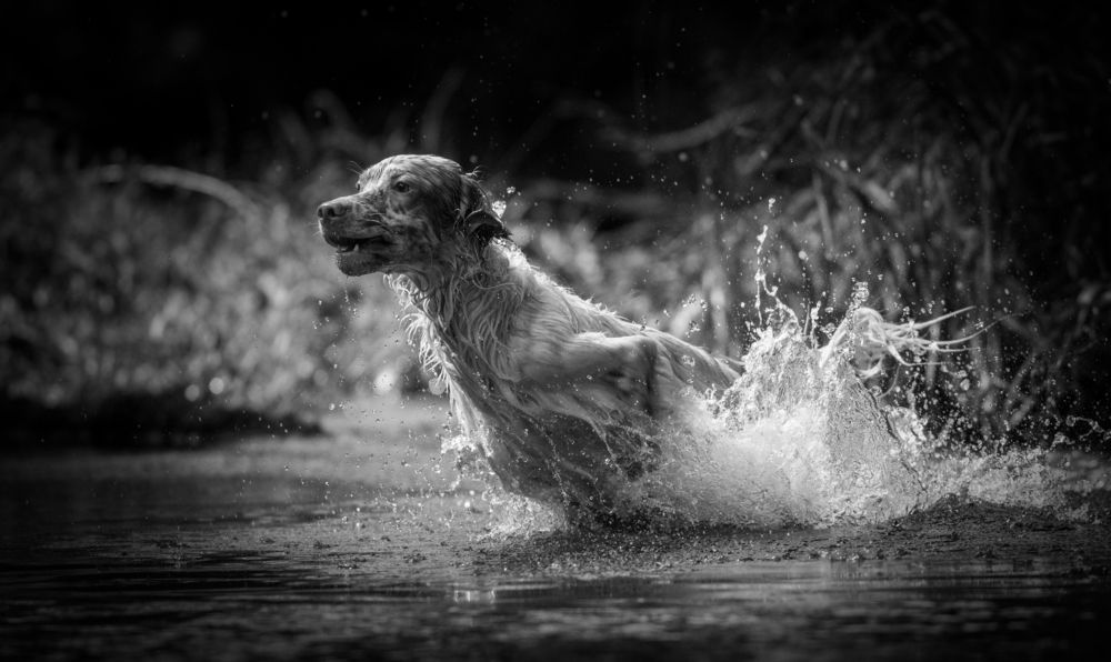 Photograph by Александр Чибиркин