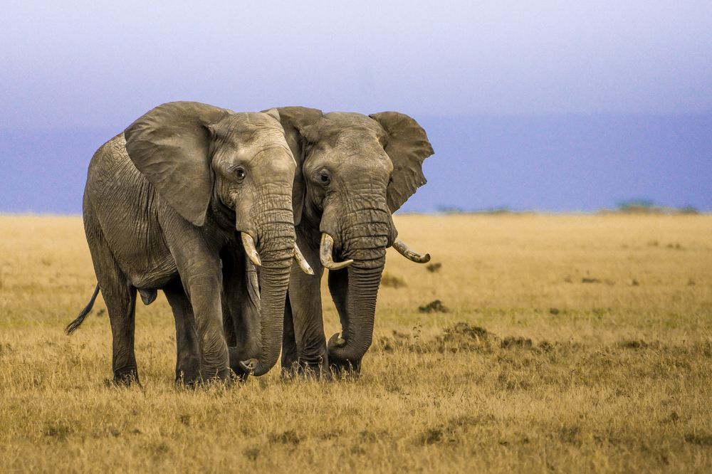 Photograph by Gimantha Perera