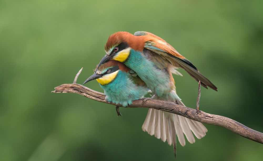 Photograph by Плеханов Александр