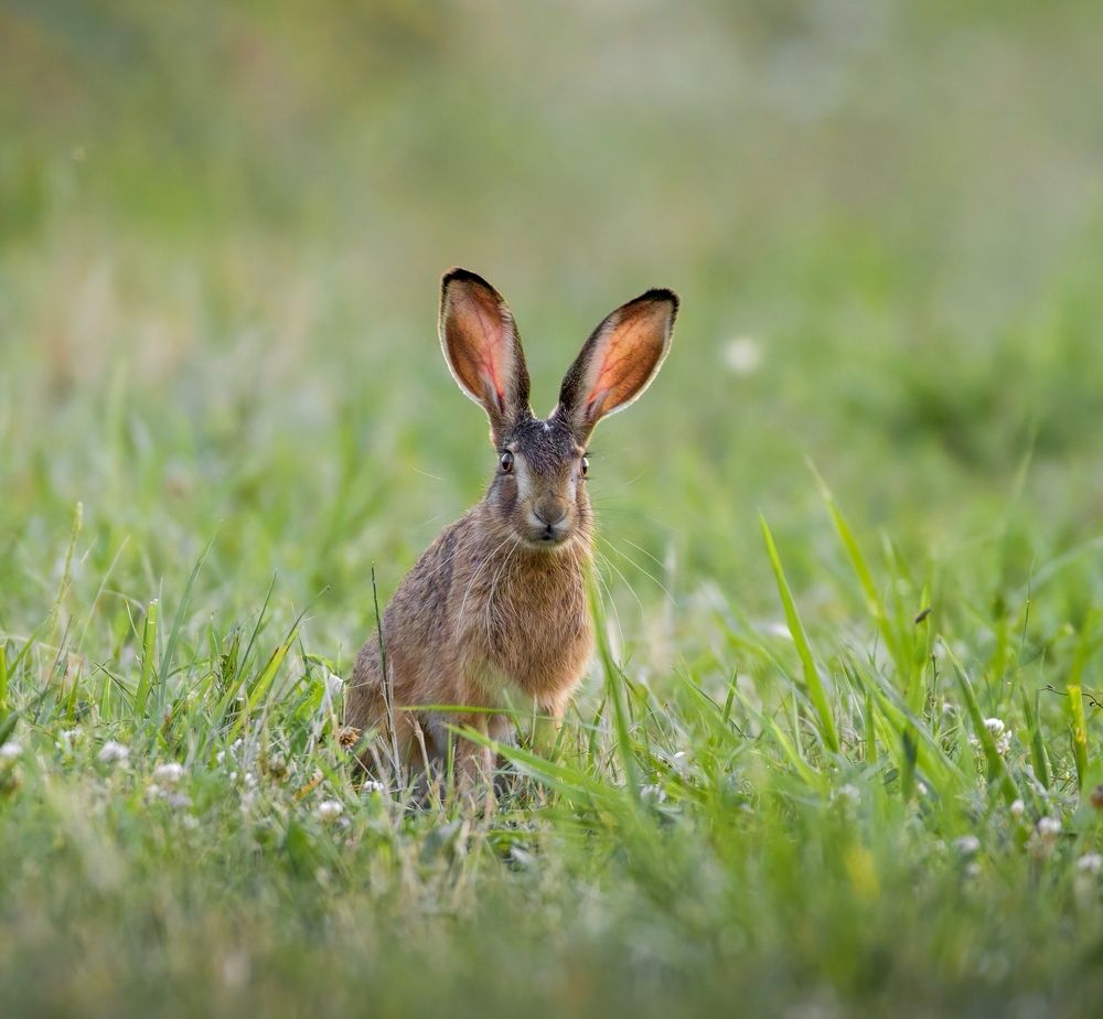 Фотография автора Sebastian Popa