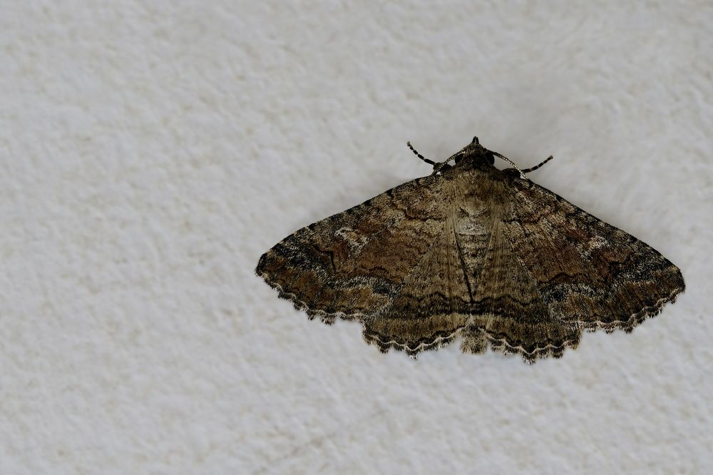 Photograph by Дашдемир Мамедов